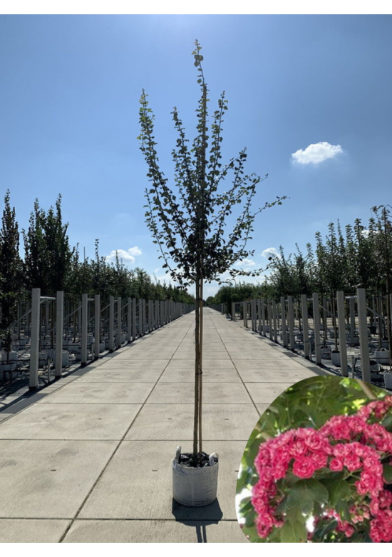 Rotdorn Baum | Crataegus media 'Pauls Scarlet'
