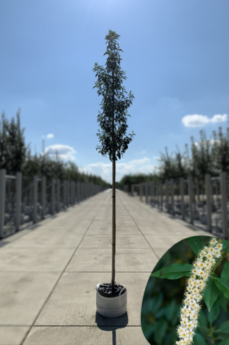 Portugiesischer Kirschlorbeer | Prunus lusitanica Portugiesischer Kirschlorbeer | Prunus lusitanica