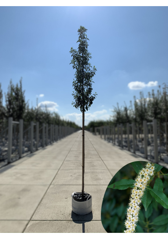 Portugiesischer Kirschlorbeer hochstamm | Prunus lusitanica