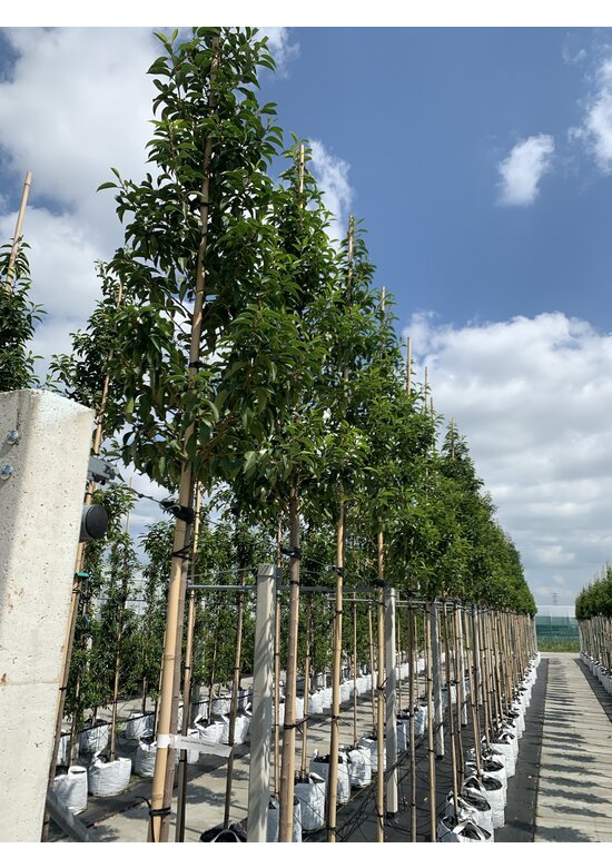 Portugiesischer Kirschlorbeer hochstamm | Prunus lusitanica