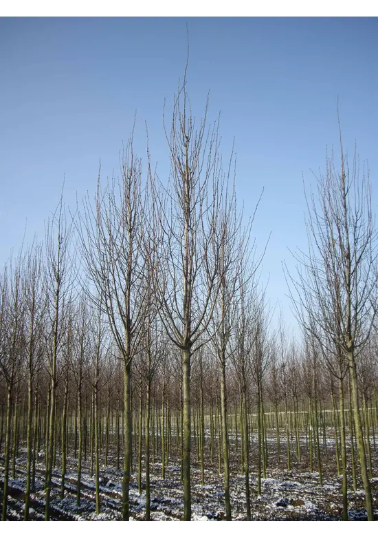 Pyramidenhainbuche Hochstamm | Carpinus betulus 'Fastigiata'