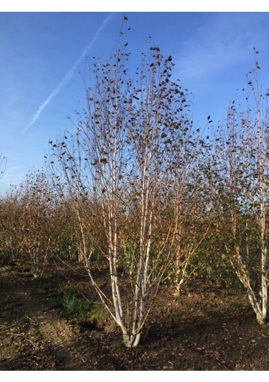 Himalaya-Birke mehrstämmig | Betula utilis 'Jacquemontii'