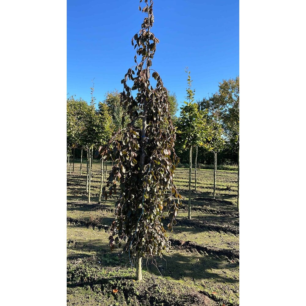 Schwarzrote Hngebuche 'Purpurea Pendula' | 3 Jahre Garantie - Venovi