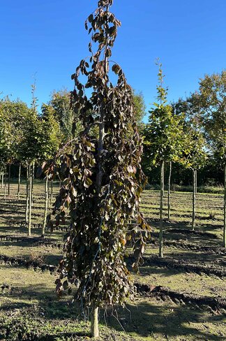 Schwarzrote Hängebuche 'Purpurea Pendula' | Fagus sylvatica 'Purpurea Pendula'