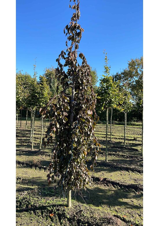 Schwarzrote Hängebuche 'Purpurea Pendula' | Fagus sylvatica 'Purpurea Pendula'