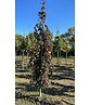 Schwarzrote Hängebuche 'Purpurea Pendula' | Fagus sylvatica 'Purpurea Pendula'