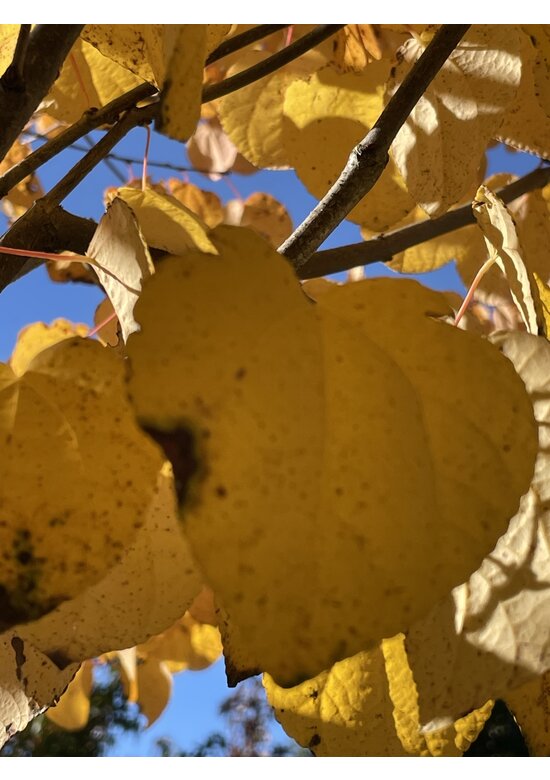 Lebkuchenbaum Mehrstämmig | Cercidiphyllum japonicum