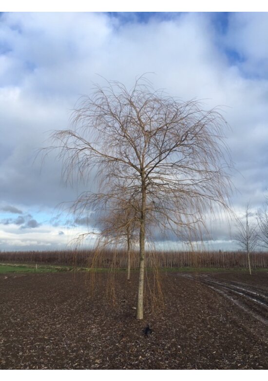Trauerweide  | Salix sepulcralis 'Chrysocoma'