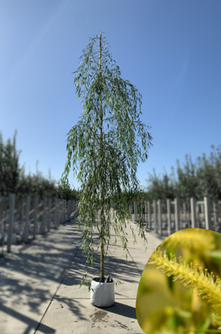 Trauerweide  | Salix sepulcralis 'Chrysocoma' Trauerweide  | Salix sepulcralis 'Chrysocoma'