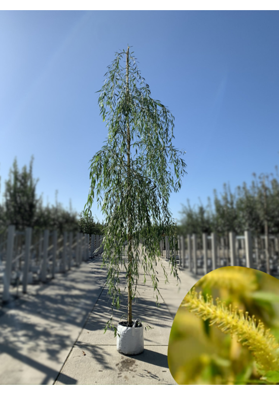 Trauerweide  | Salix sepulcralis 'Chrysocoma'