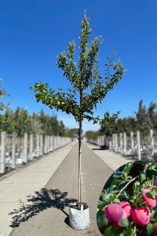 Pflaumenbaum 'Opal' | Prunus domestica ‘Opal'