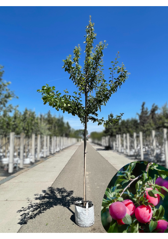 Pflaumenbaum 'Opal' | Prunus domestica ‘Opal'