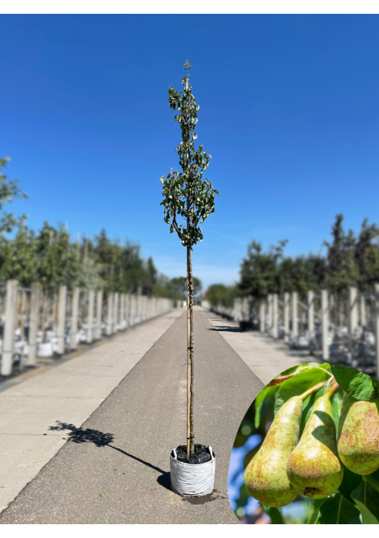 Birnenbaum 'Conference' | Pyrus communis 'Conference'