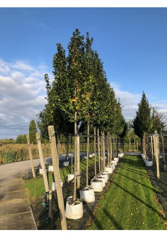 Hainbuche 'Lucas' Hochstamm | Carpinus betulus 'Lucas' Hainbuche 'Lucas' Hochstamm | Carpinus betulus 'Lucas'