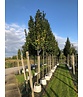 Hainbuche 'Lucas' Hochstamm | Carpinus betulus 'Lucas' Hainbuche 'Lucas' Hochstamm | Carpinus betulus 'Lucas'