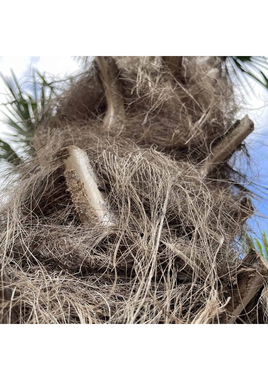 Hanfpalme 150 cm | Trachycarpus fortunei