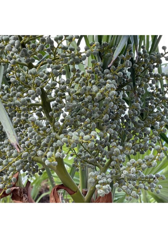 Hanfpalme 150 cm | Trachycarpus fortunei