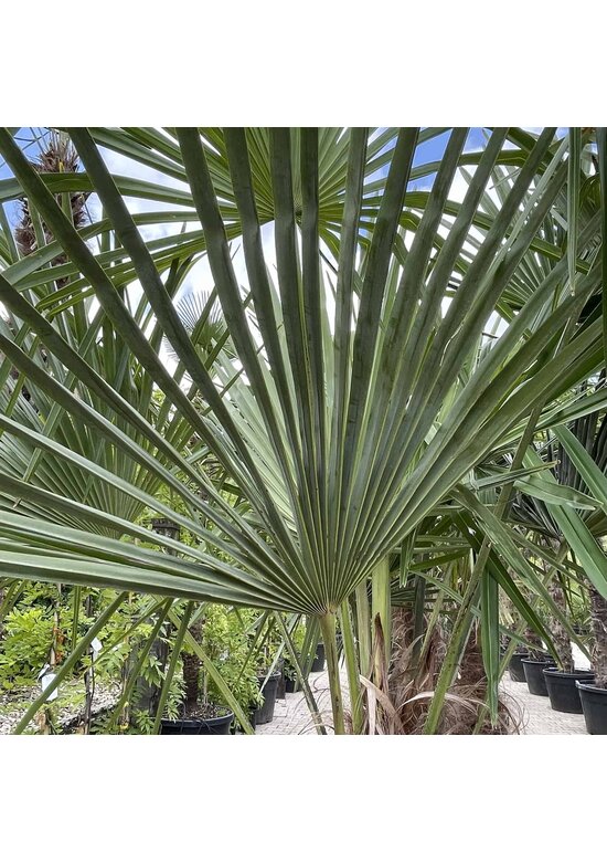 Hanfpalme 150 cm | Trachycarpus fortunei Hanfpalme 150 cm | Trachycarpus fortunei
