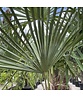 Hanfpalme 150 cm | Trachycarpus fortunei Hanfpalme 150 cm | Trachycarpus fortunei