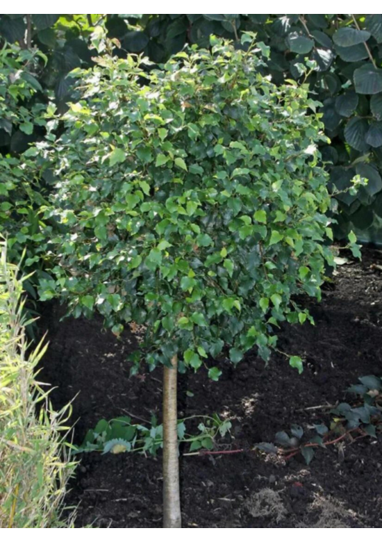 Lollypop Birke 'Magical Globe' | Betula pendula 'Magical Globe'