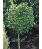 Lollypop Birke 'Magical Globe' | Betula pendula 'Magical Globe'