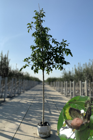Walnussbaum 'Broadview' | Juglans regia 'Broadview' Walnussbaum 'Broadview' | Juglans regia 'Broadview'