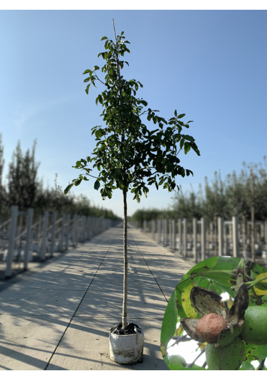 Walnussbaum 'Broadview' | Juglans regia 'Broadview'