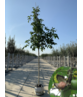 Walnussbaum 'Broadview' | Juglans regia 'Broadview'