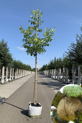 Walnussbaum 'Buccaneer' | Juglans regia 'Buccaneer' Walnussbaum 'Buccaneer' | Juglans regia 'Buccaneer'