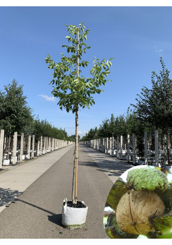 Walnussbaum 'Buccaneer' | Juglans regia 'Buccaneer'