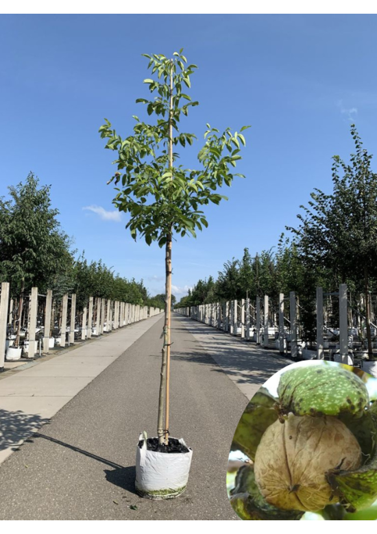 Walnussbaum 'Buccaneer' | Juglans regia 'Buccaneer'