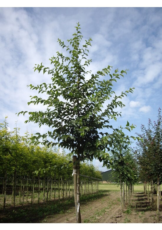 Gewöhnliche Hopfenbuche - Europäische Hopfenbuche | Ostrya carpinifolia