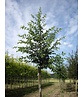 Gewöhnliche Hopfenbuche - Europäische Hopfenbuche | Ostrya carpinifolia