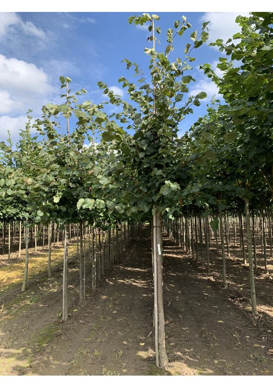 Holländische Linde | Tilia europaea
