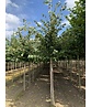 Holländische Linde | Tilia europaea