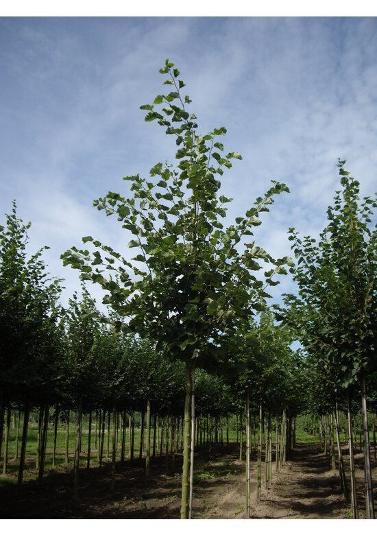 Holländische Linde | Tilia europaea