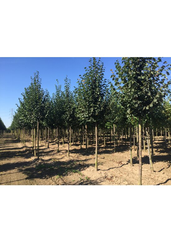 Winterlinde Baum | Tilia cordata