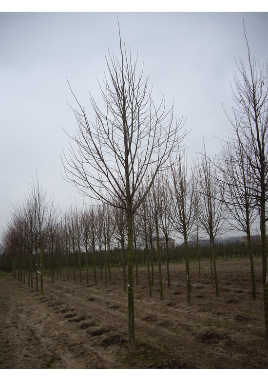 Winter-Linde | Tilia cordata