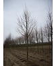 Winterlinde Baum | Tilia cordata