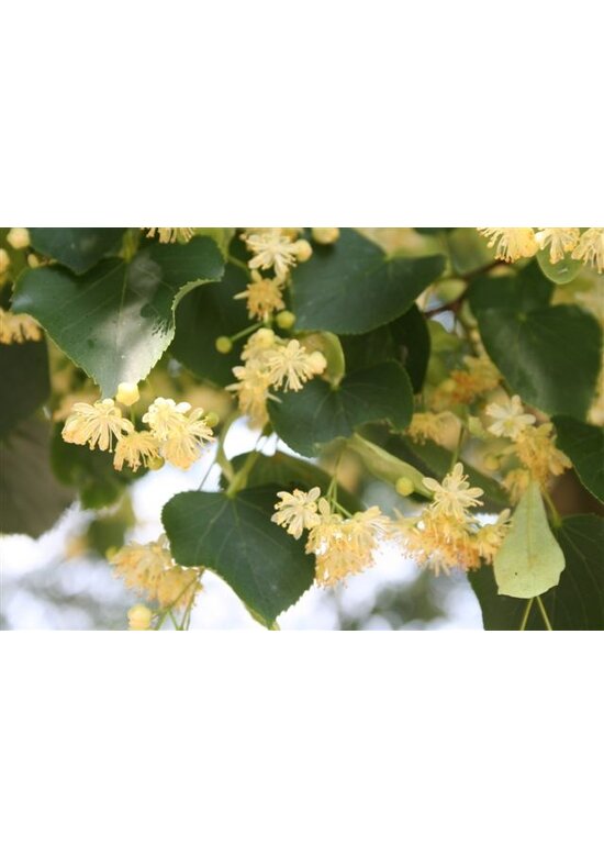 Winter-Linde 'Rancho' | Tilia cordata 'Rancho'