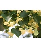 Winter-Linde 'Rancho' | Tilia cordata 'Rancho'