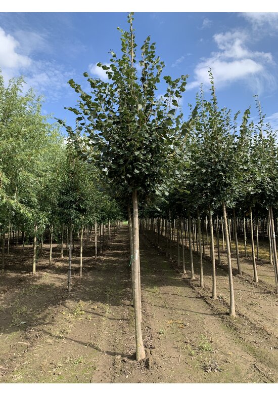 Winter-Linde 'Rancho' | Tilia cordata 'Rancho'