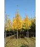 Amerikanische Stadtlinde 'Greenspire' | Tilia cordata 'Greenspire'
