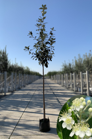 Großlaubige Mehlbeere 'Magnifica' | Sorbus aria 'Magnifica'