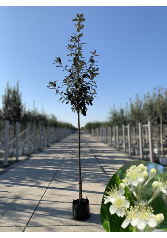 Großlaubige Mehlbeere 'Magnifica' | Sorbus aria 'Magnifica'