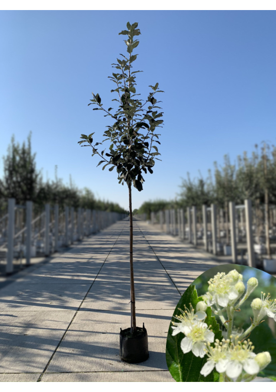 Großlaubige Mehlbeere 'Magnifica' | Sorbus aria 'Magnifica'