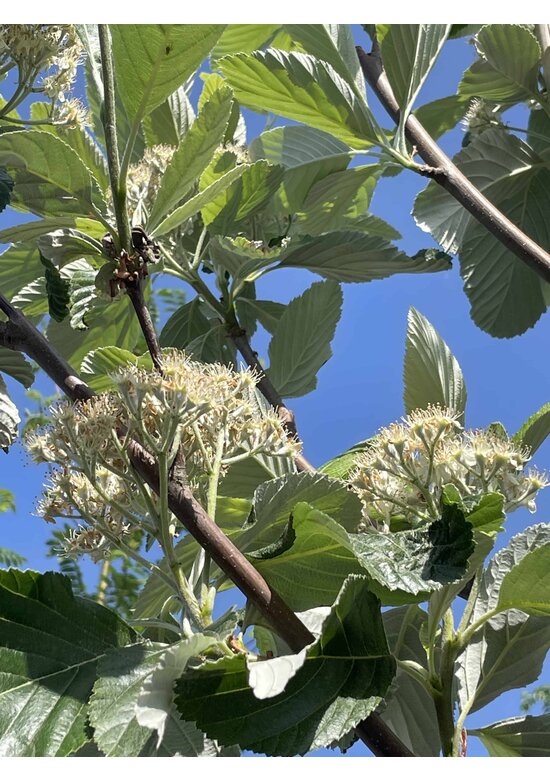Großlaubige Mehlbeere 'Magnifica' | Sorbus aria 'Magnifica'