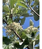 Großlaubige Mehlbeere 'Magnifica' | Sorbus aria 'Magnifica'
