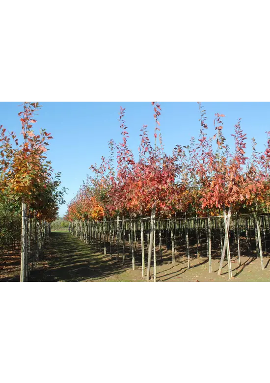 Amerikanische Roteiche | Quercus rubra