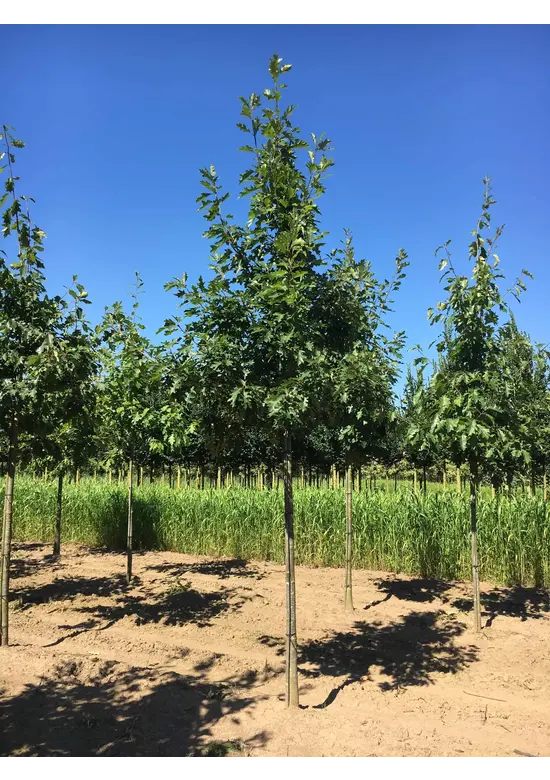 Amerikanische Roteiche | Quercus rubra